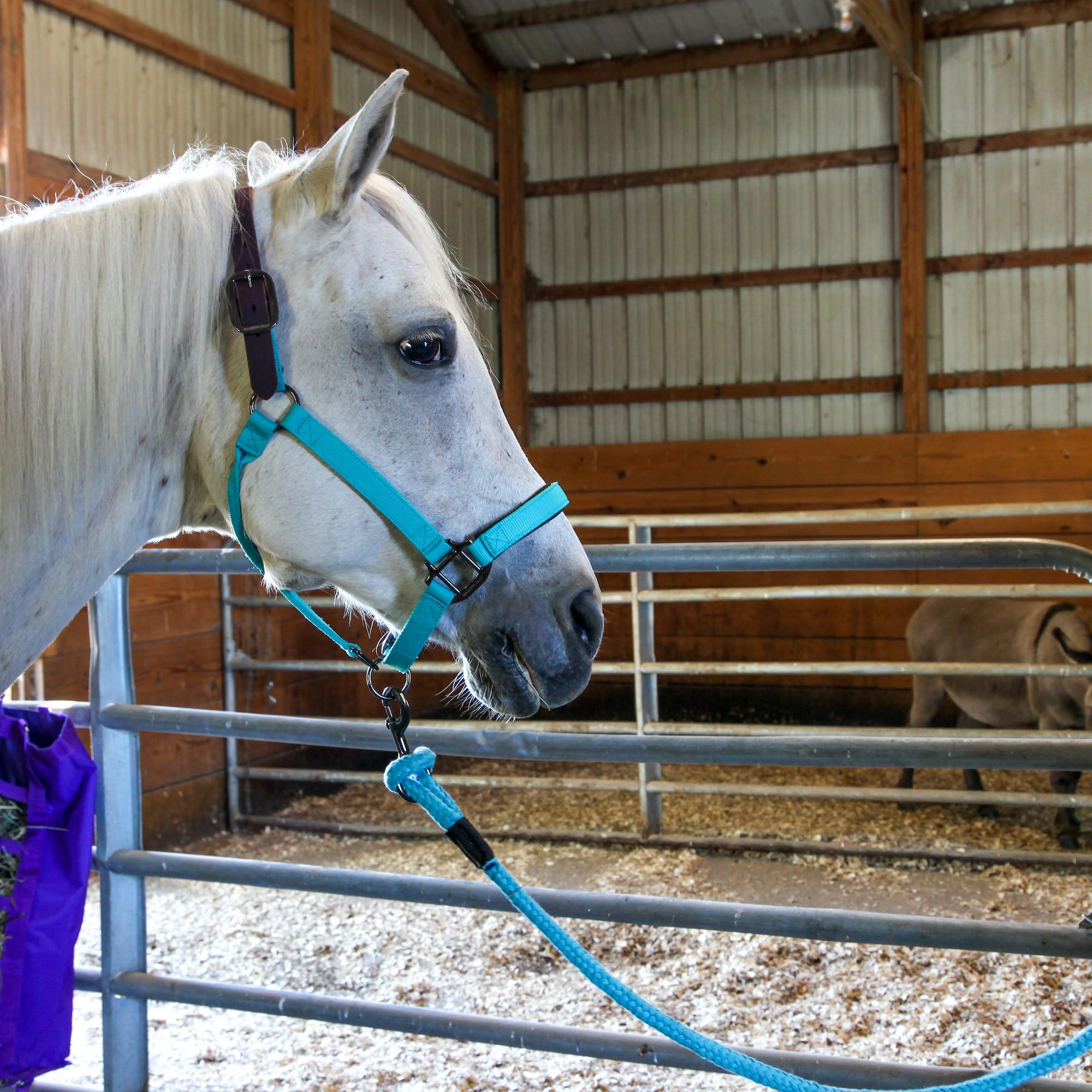 Majestic Ally Leather Halter with Matching Lead Rope for Horses – Leather Breakaway Crown - Adjustable Chin Strap – Rolled Throat Latch – Padded Noseband – Full (Red, Full) - Image 4