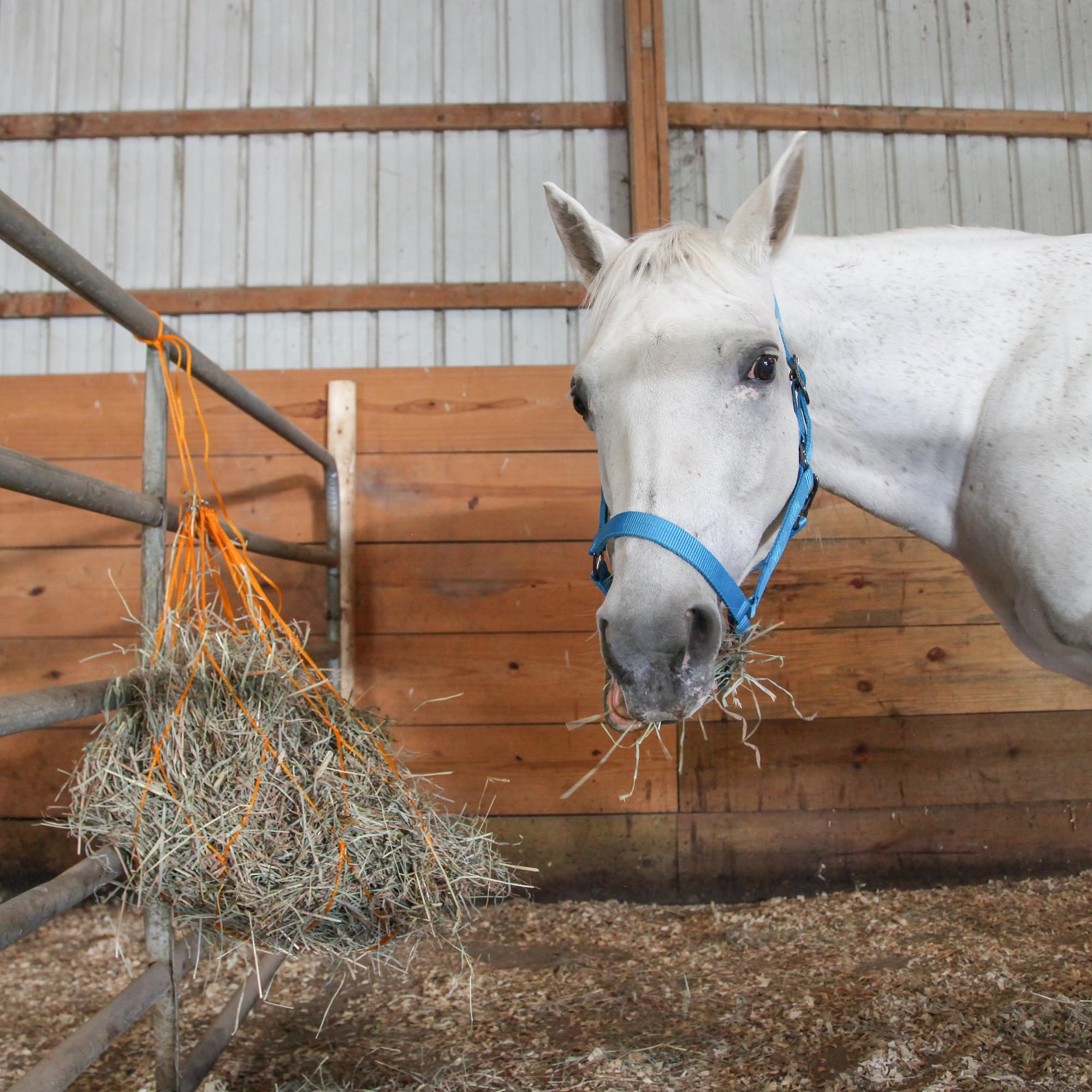 Majestic Ally Pack of 2 Adjustable Halter for Horses–Adjustable Chin and Crown– Sewn-in Throat Snap Hook- Heavy Duty Rose Gold or Black Nickel Finish Hardware–Full - Image 4
