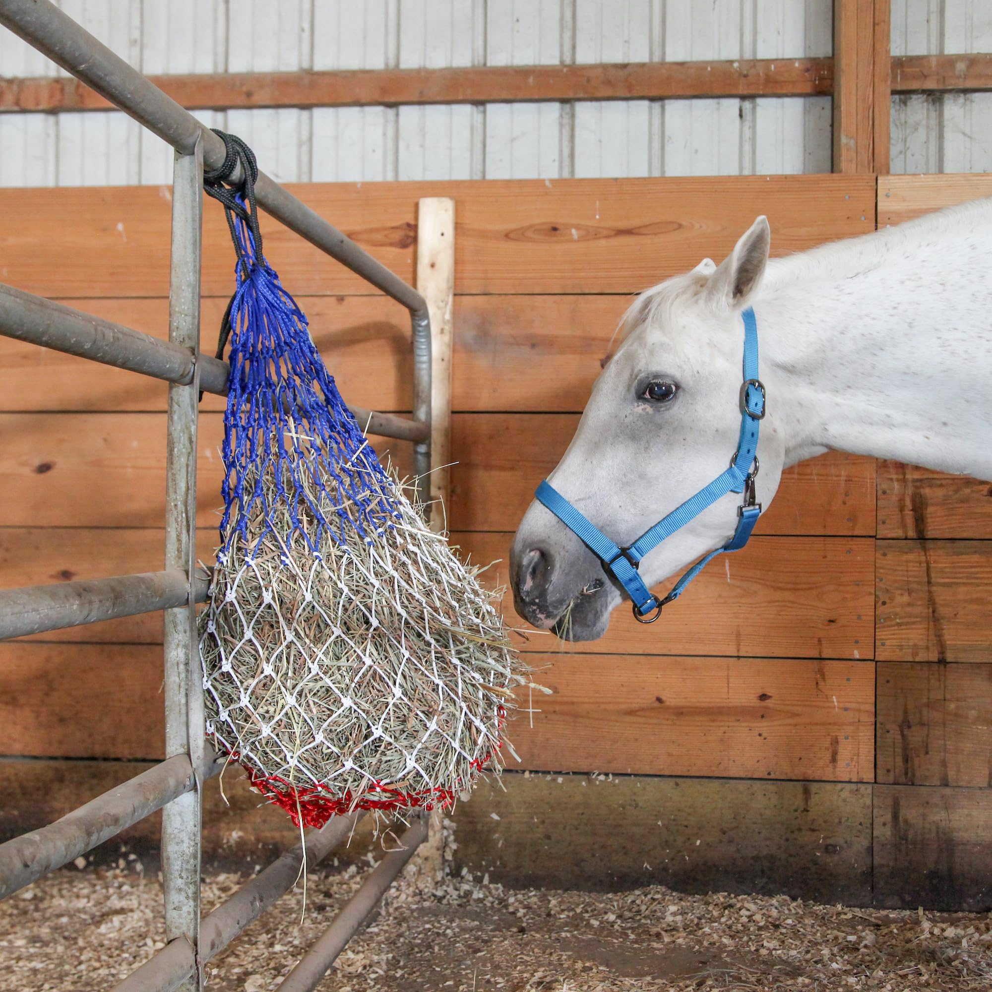Majestic Ally Pack of 2 Adjustable Halter for Horses–Adjustable Chin and Crown– Sewn-in Throat Snap Hook- Heavy Duty Rose Gold or Black Nickel Finish Hardware–Full - Image 5