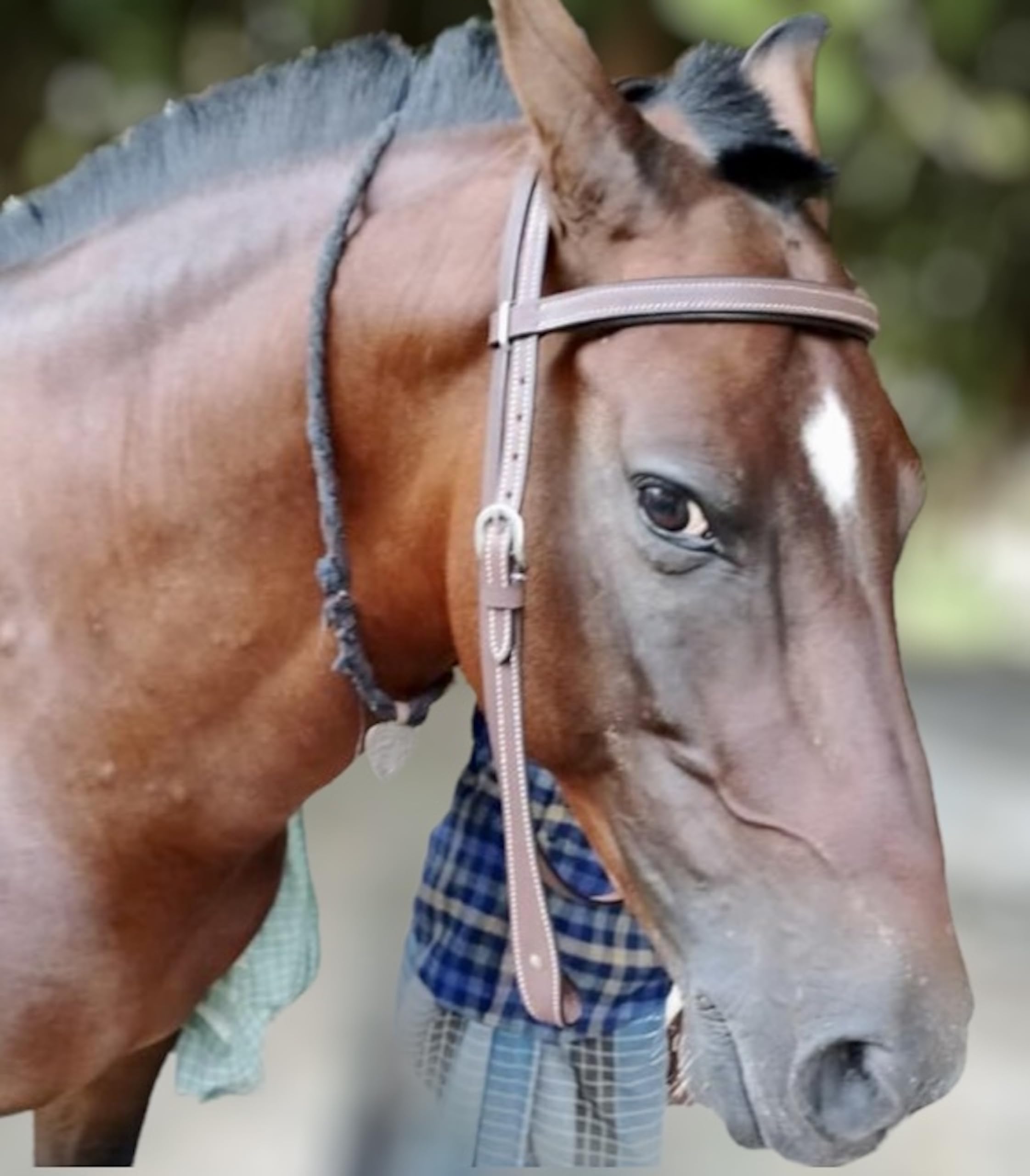 Majestic Ally Padded Leather Brow Band Headstall for Horses - Image 3